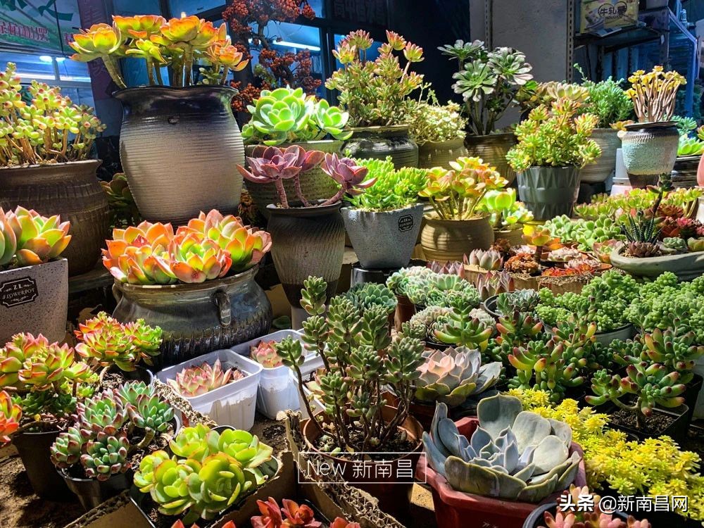 南昌花市有哪些地方,南昌花市批发市场