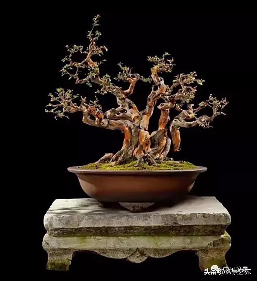 雀梅盆景艺术鉴赏图片,红芽雀梅盆景冬天怎么养护