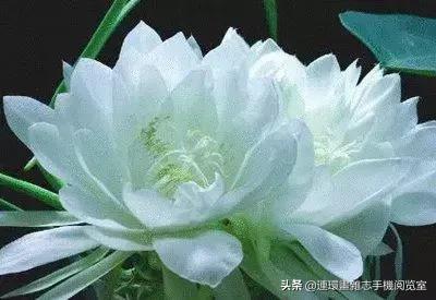 各种花的花语文案,花的花语100种