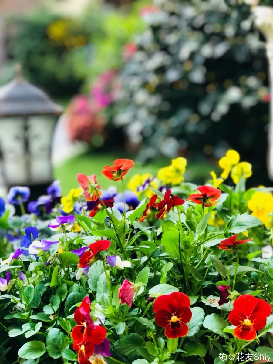 12星座该养什么花最好,12星座专属养的花是什么