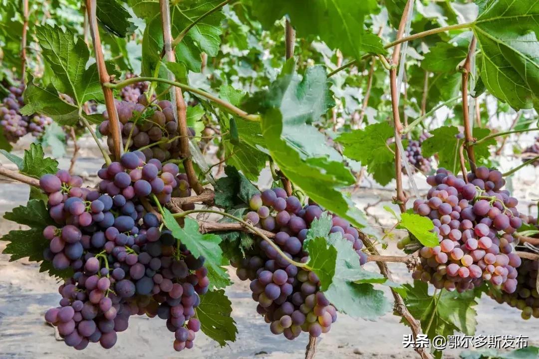 中水上山！东胜这座矿山堪比“花果山”！