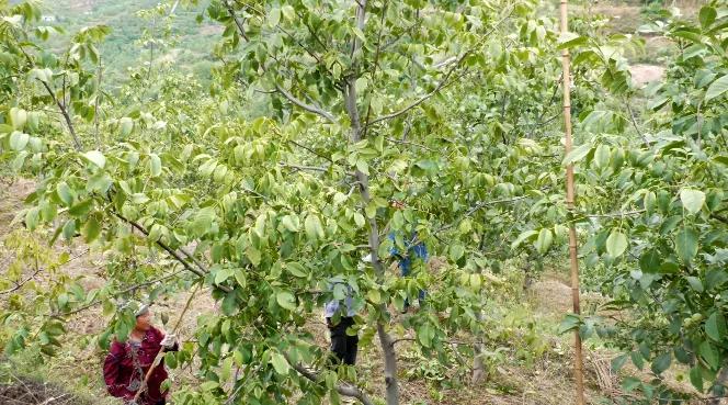 邯郸白露,涉县白露打核桃视频