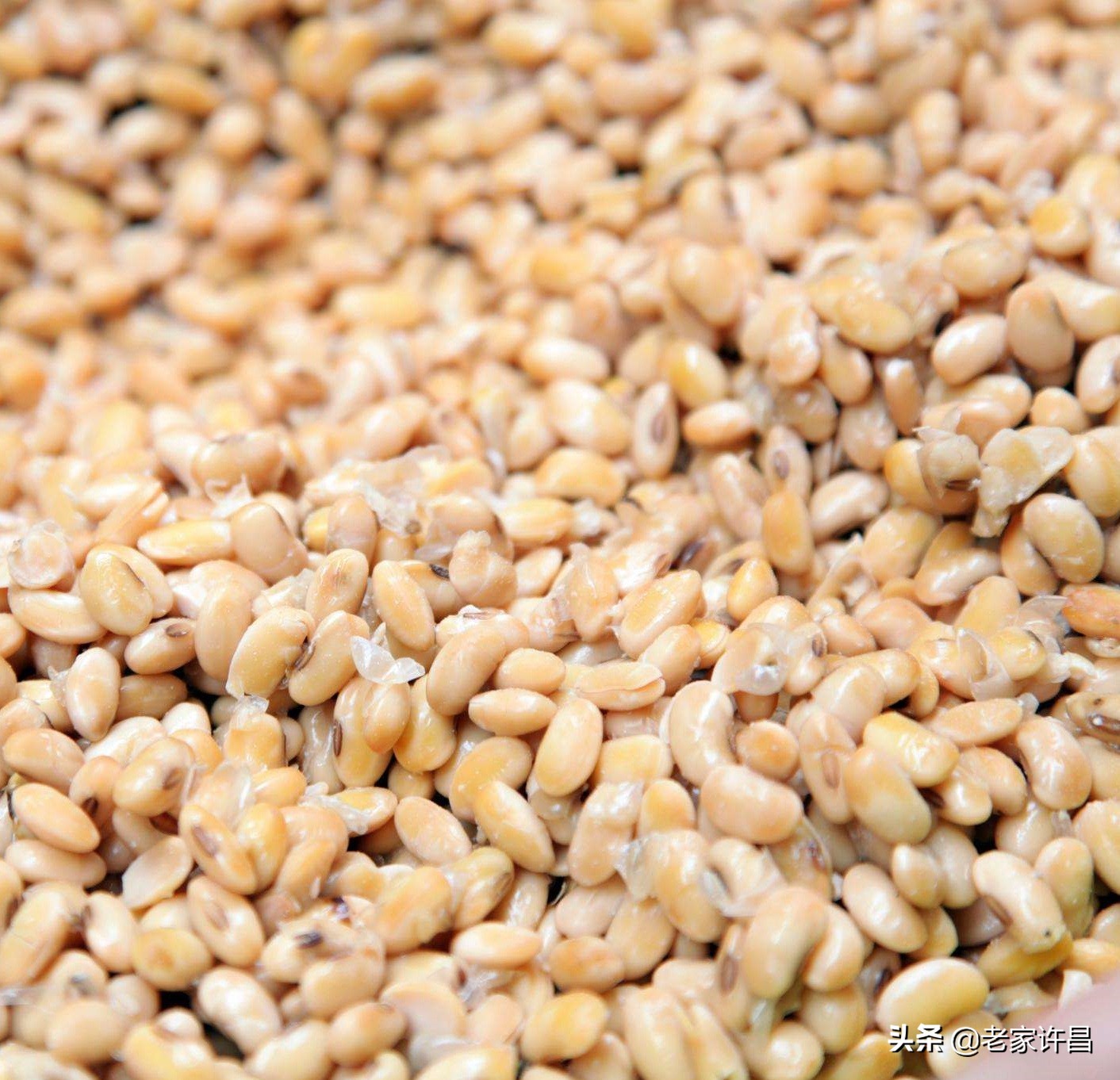 河南人烙馍夹酱豆,烙馍卷酱豆的正宗做法