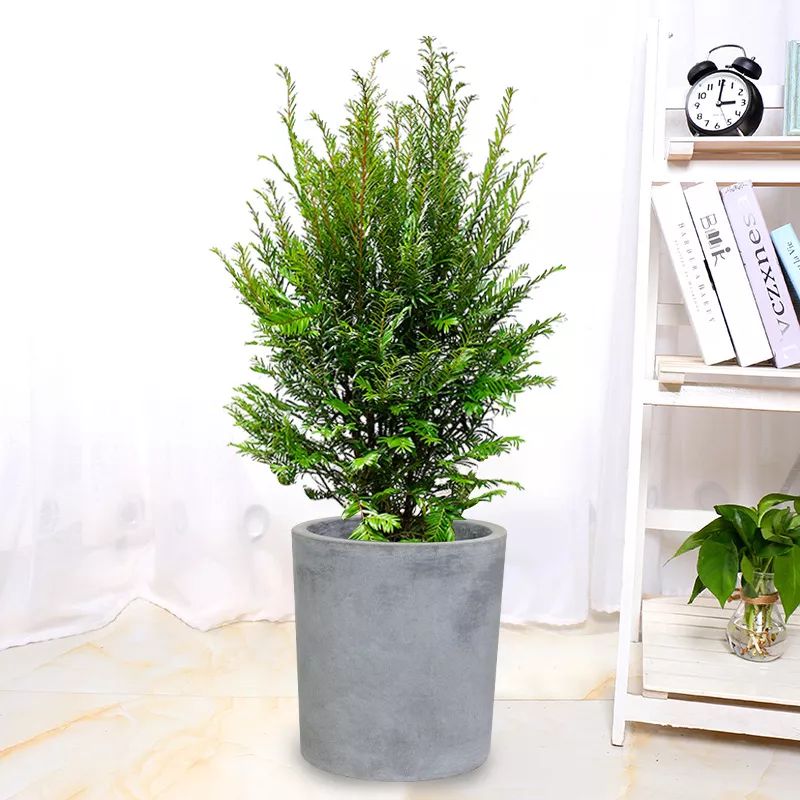 家中常见的这6种花草都有毒！平时养护要小心