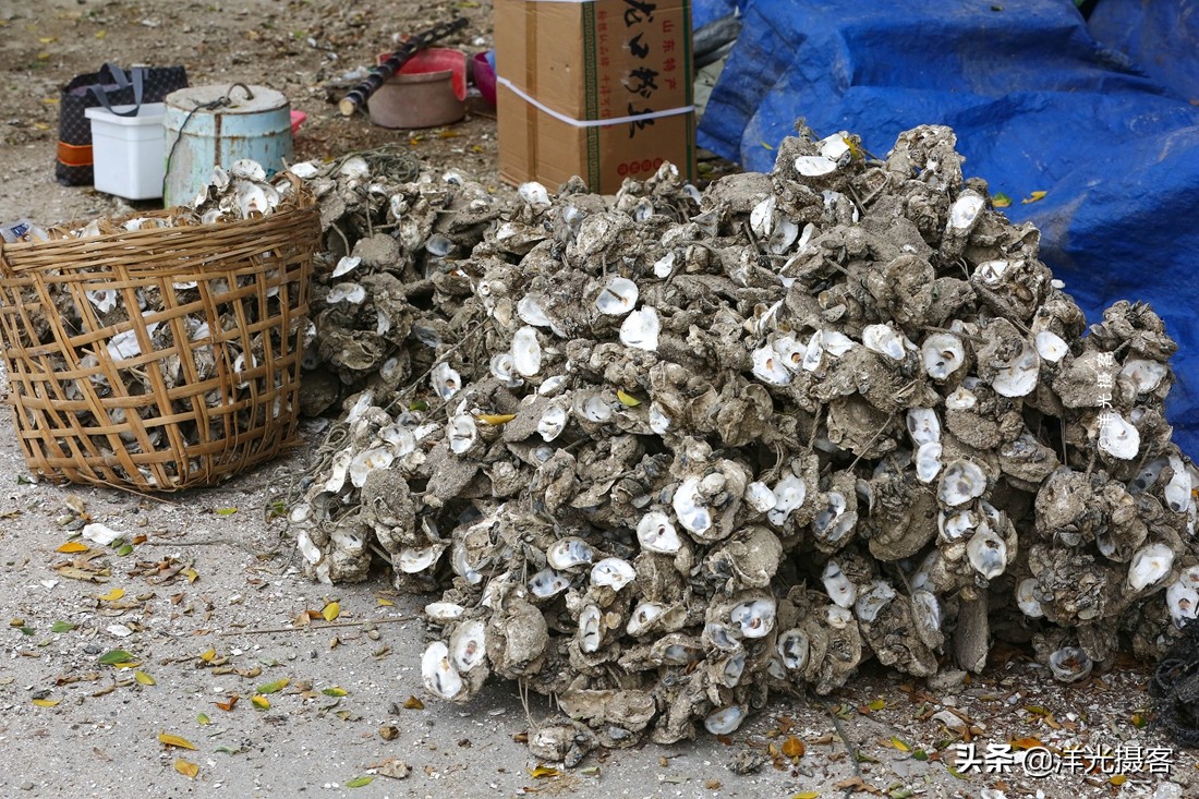 阳西县程村镇蚝排,阳西中国蚝乡在哪里