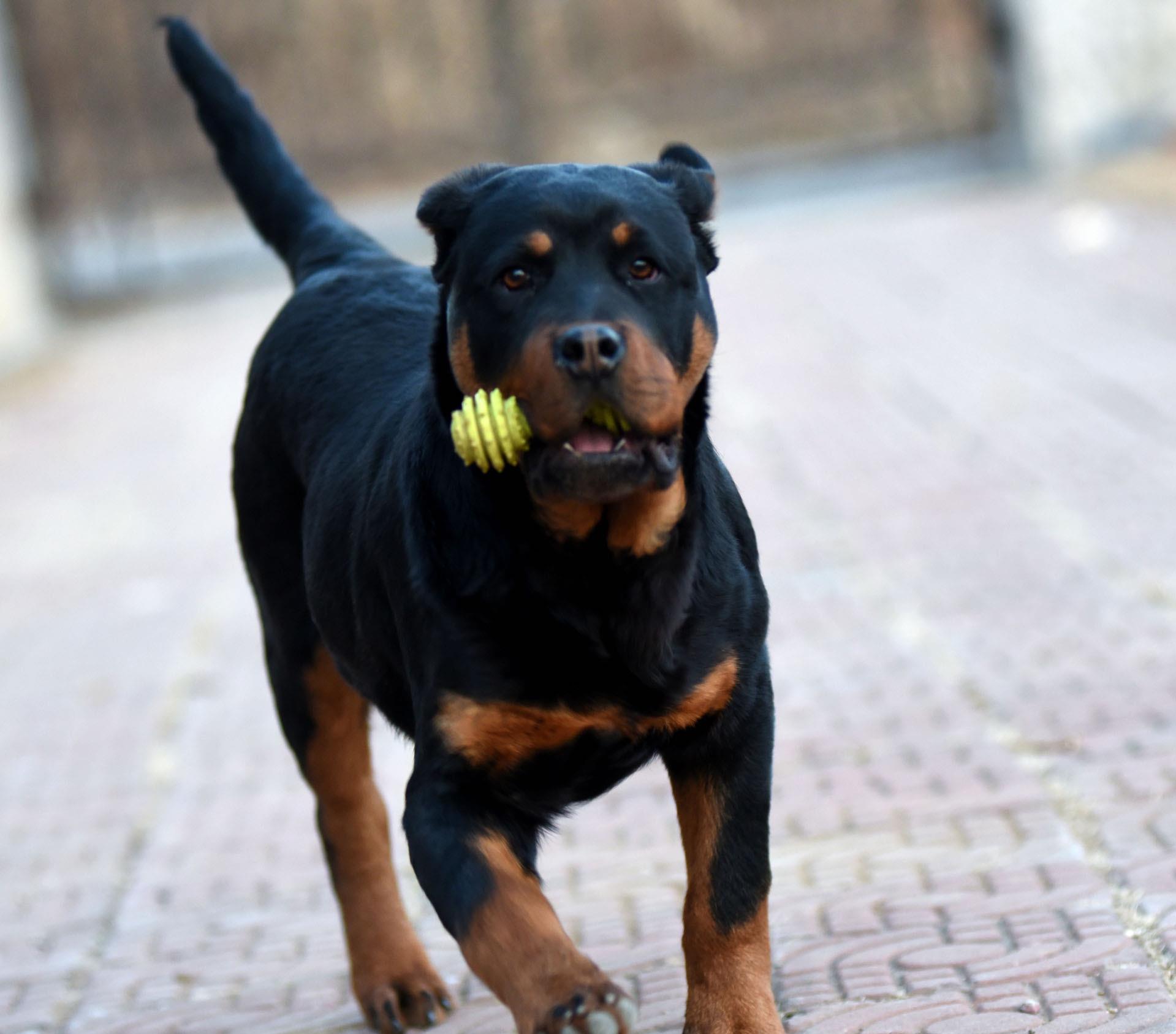 这狗狗的智商也是逆天了,一只不起眼的狗狗太聪明了