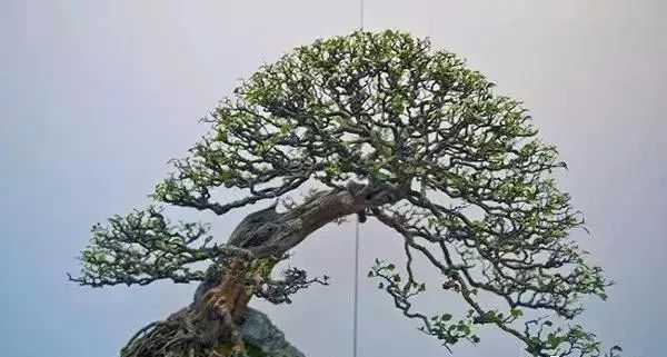 古朴自然盆景欣赏,造型极美的盆景一起来欣赏