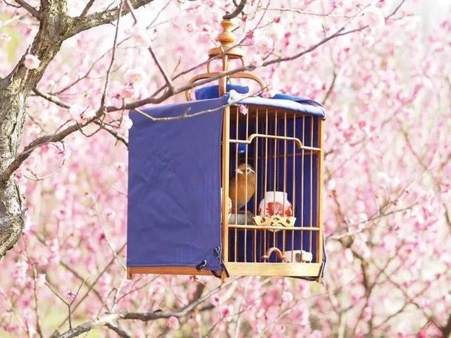 南京的春天,南京的春天视频