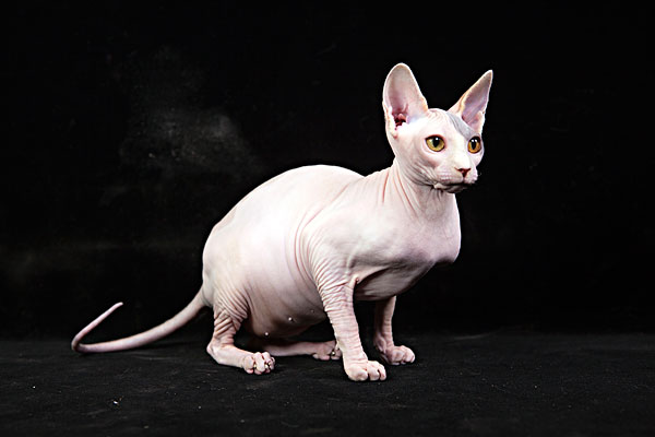 常见的宠物猫种类及价格大全,常见宠物猫的种类及价格大全