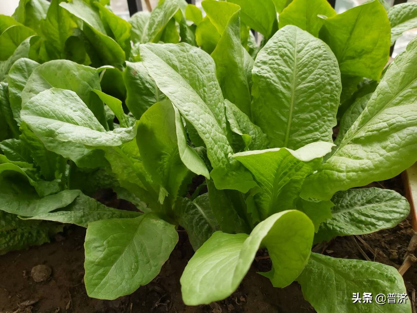 有机蔬菜市场痛点,有机蔬菜的问题