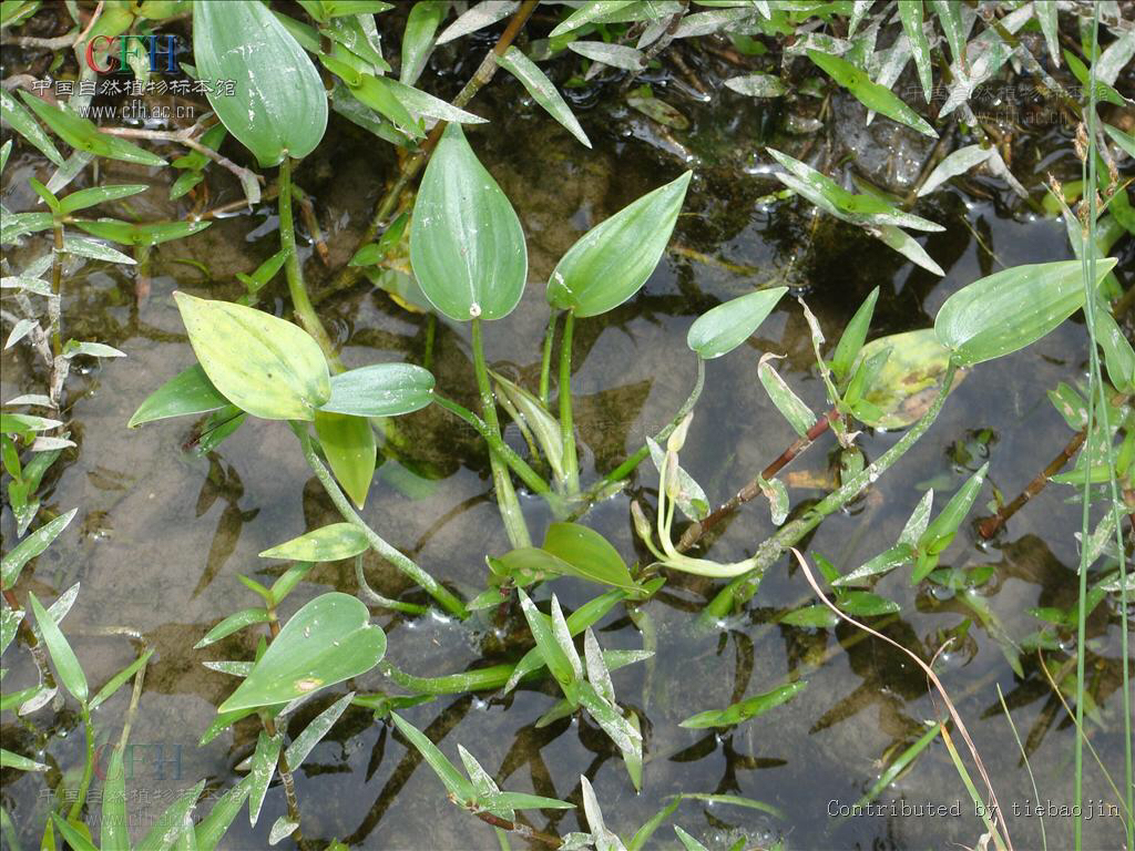 鸭舌草是中药吗,鸭舌草药