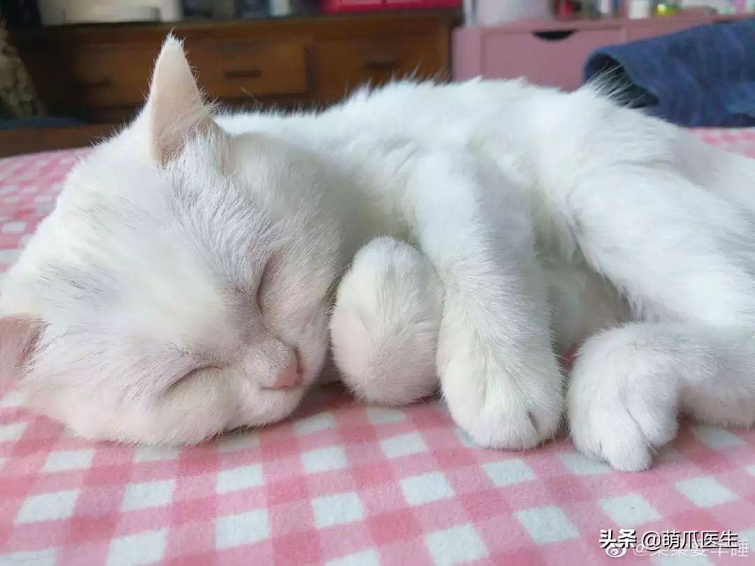 你见过猫咪的眼睛吗,你见过猫咪这种眼神吗