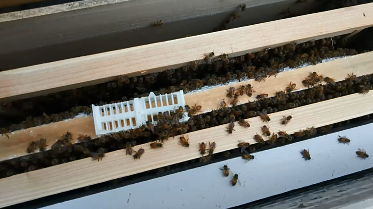 土养蜜蜂工蜂产卵怎么办,蜂群失王了有王台工蜂产卵怎么办