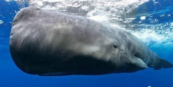 盘点文玩圈中不能碰的五种文玩,这6种文玩一定不要碰太吓人了