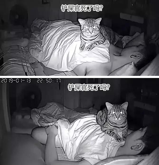 养了三年的猫突然想攻击我,养了两年的猫对我特别防备