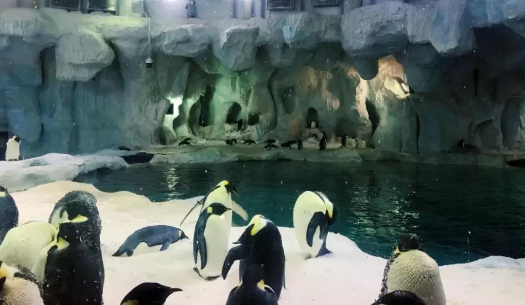 珠海长隆亲子游自由行攻略,珠海长隆亲子游攻略省钱