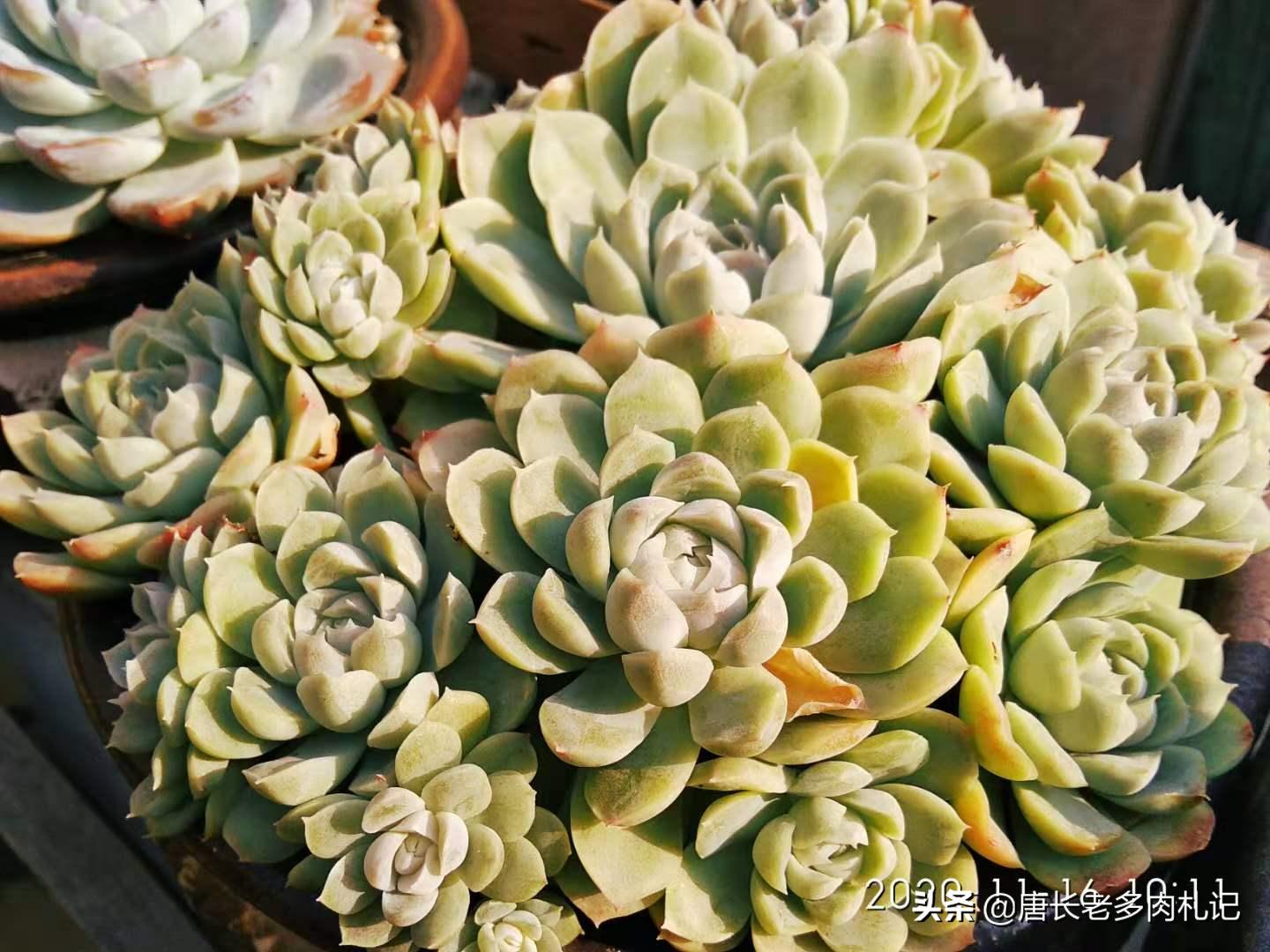 多肉越养越小还掉叶子怎么办,多肉越养越小是怎么回事