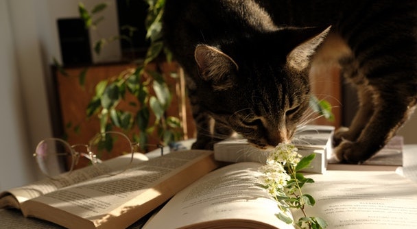 小猫的分离焦虑怎么解决,猫咪分离焦虑症7招搞定