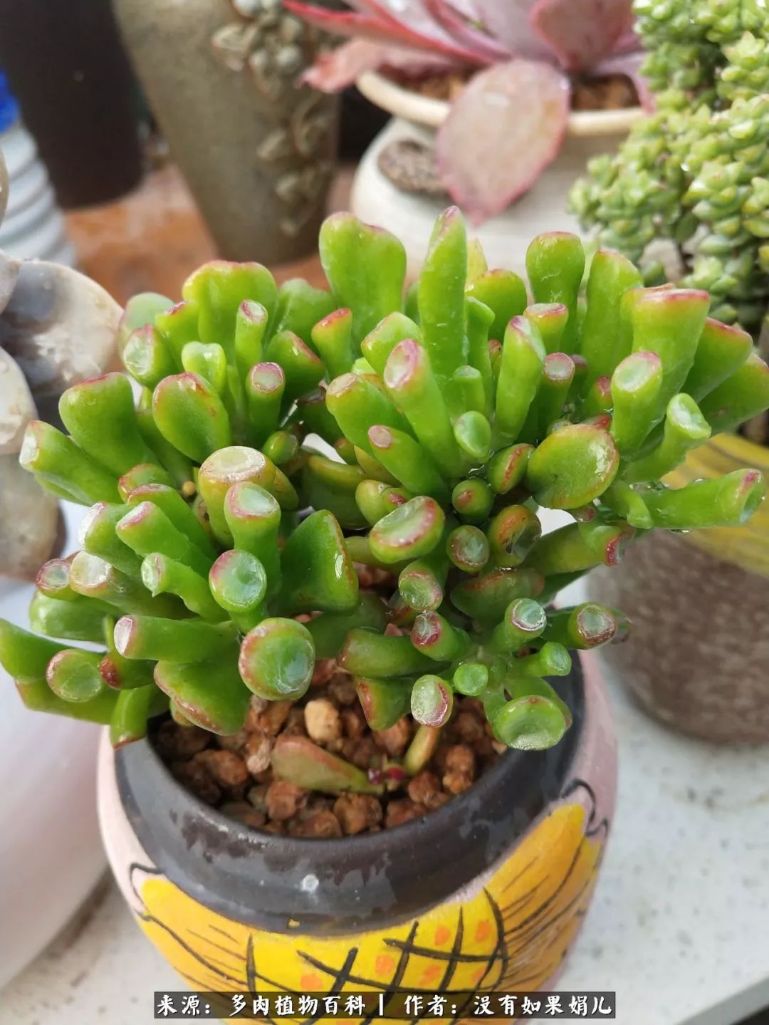 明人不说暗话，我为多肉而来！