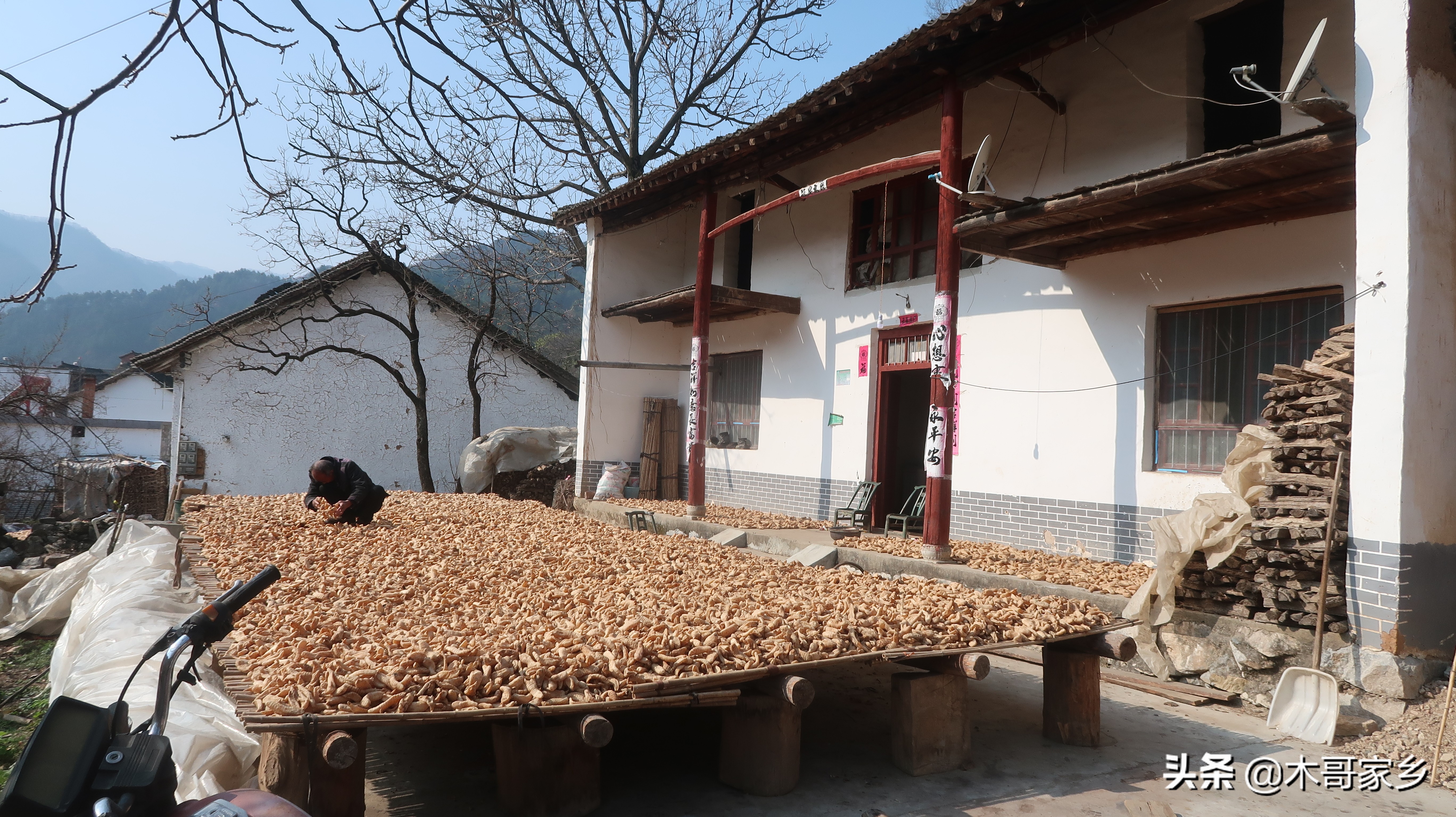 天麻在晒干过程中发霉了怎么办,天麻表面有白色一层是不是发霉