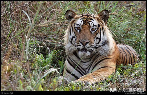 巴梅拉雄虎,传奇虎王战斗视频