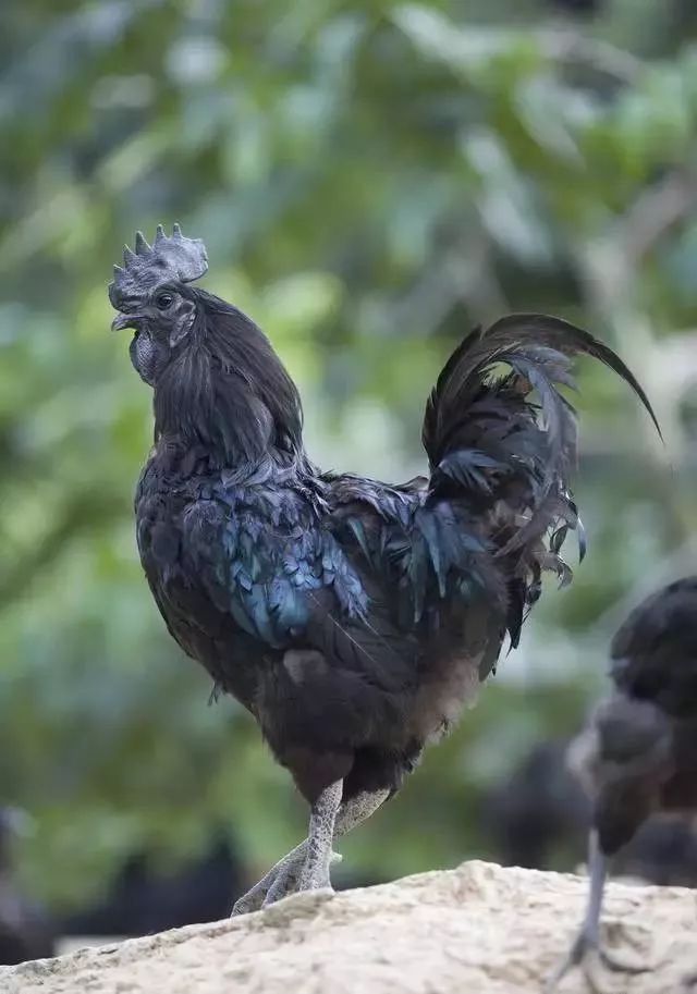 陕西自古乃兵家必争之地,略阳必争之地