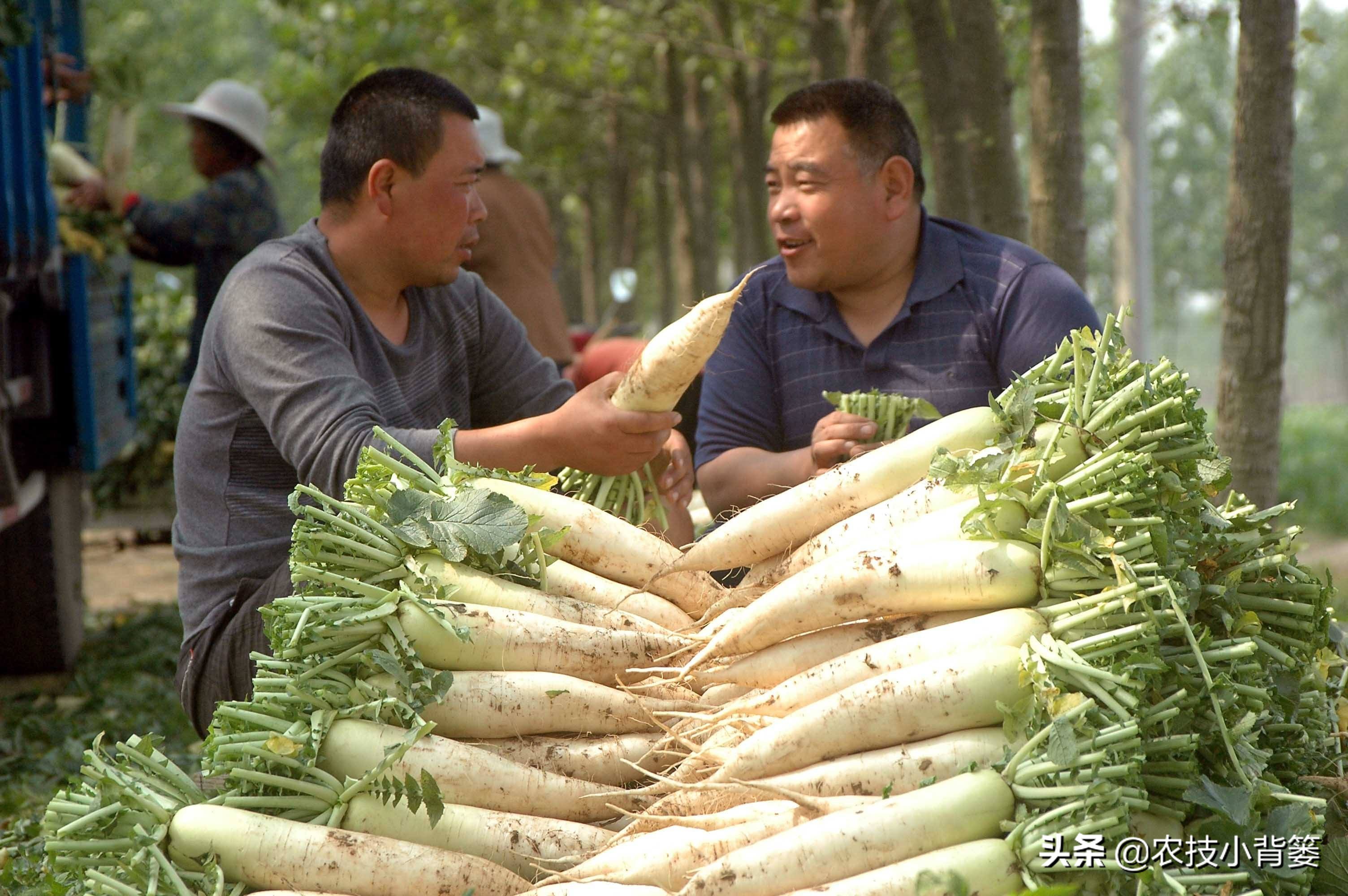 如何种植萝卜才能高产,萝卜种植只长叶