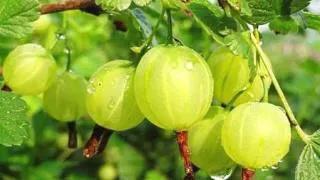 宫腔粘连手术后怎样用药预防粘连,内膜息肉手术后怎么预防宫腔粘连