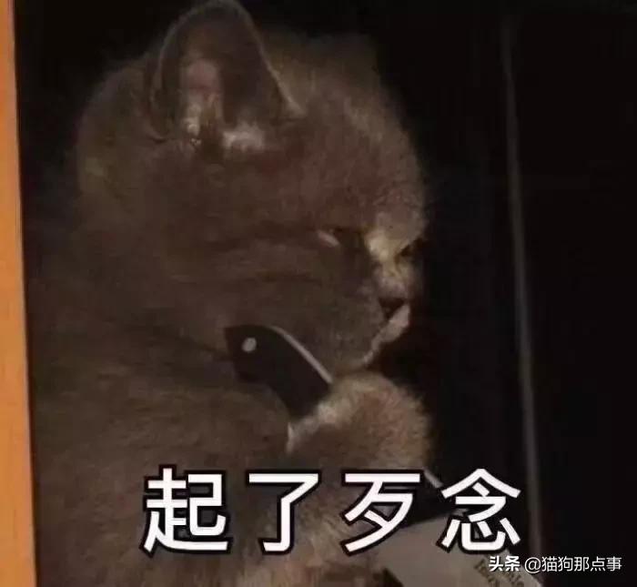 养了5年的猫居然让我丢掉,养了五年的猫很想把它扔了