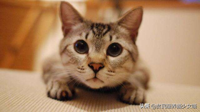 猫咪黑下巴抹红霉素软膏还是眼膏,猫咪黑下巴到底怎么治