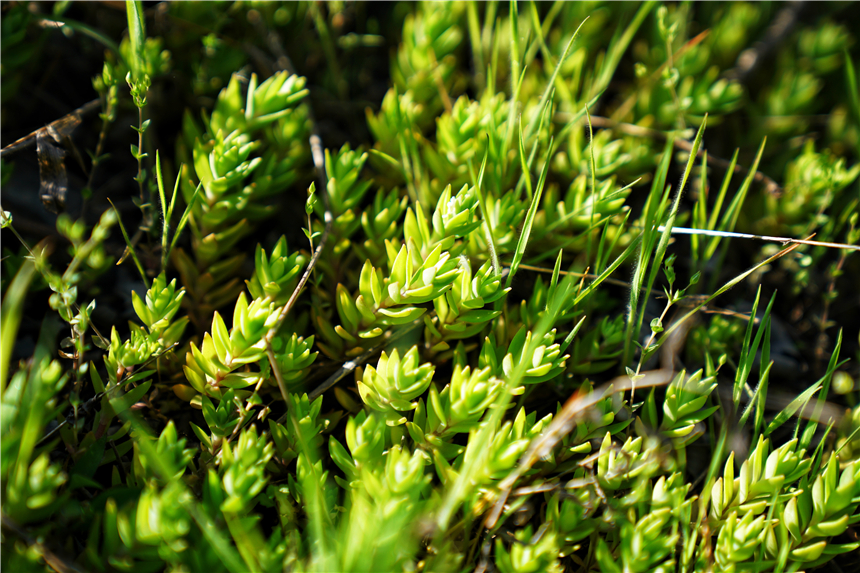 我和宿州有个约会,一场花事,一次慢旅行,探寻最烟火的宿州味道