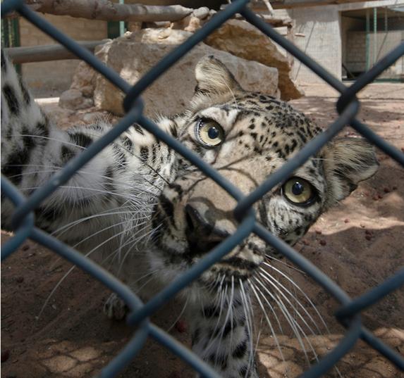 第六次生物大灭绝都会灭绝什么,第六次物种灭绝