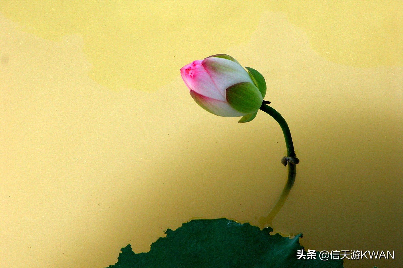 澶忚嚦宸茶嚦鑽疯姳鏅偣 (澶忚嚦宸茶嚦閭ｅ氨蹇樺嵈鐐庣儹鍘昏祻鑺卞惂)