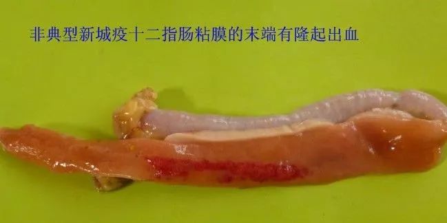 家禽常见疾病及检测方法书籍,家禽养殖疾病诊断