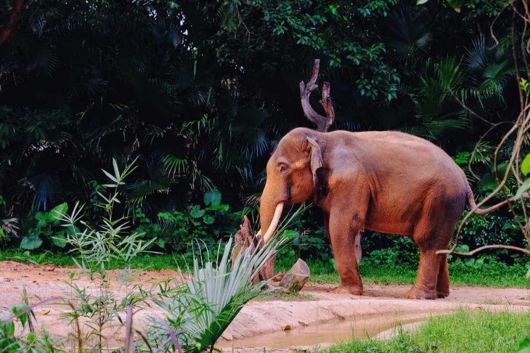 广州长隆攻略注意事项,广州长隆优惠攻略