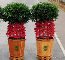 每日一花三十一天,每日一花百花系列完整版视频