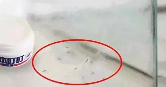 灭蚊神器怕蚊子的人赶紧入手吧,日本户外灭蚊器