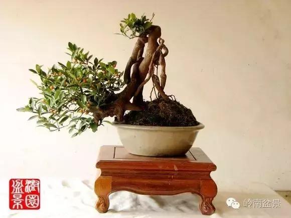 高桩金豆盆景大全,金豆双杆文人盆景欣赏