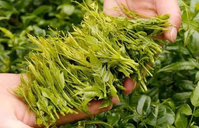 绿色认证张家界莓茶,张家界莓茶最好的是什么牌子