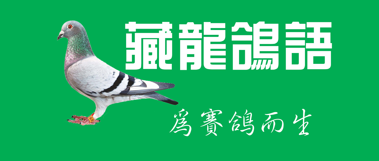 幼鸽游棚,幼鸽开家游棚