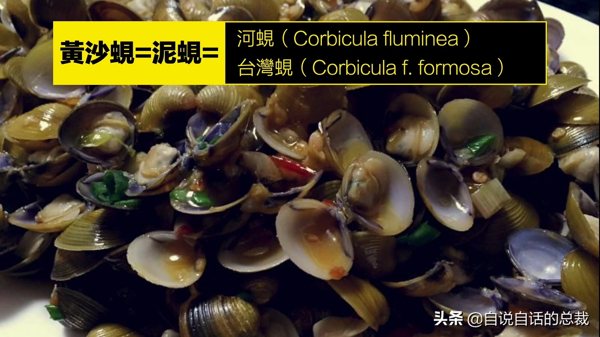 海鲜蛤蜊与蛤蜊区分,蛏子与小人蚬的区别