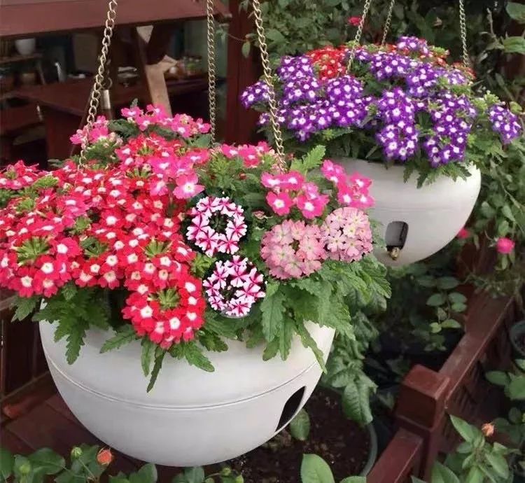 懒人室内养花就养4款开花机器,懒人专属开花机器花儿天天开爆盆