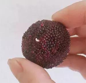 盐水泡了杨梅泡了半个小时没有虫,用什么泡杨梅能出来小白虫