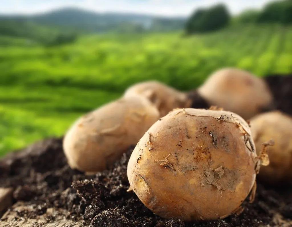 马铃薯种子腐烂的原因有哪些,马铃薯出苗后母薯腐烂正常吗