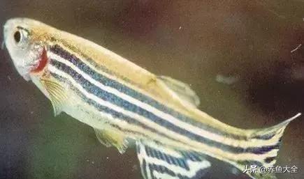 适合裸缸养的中小型热带观赏鱼,水草缸小型热带鱼