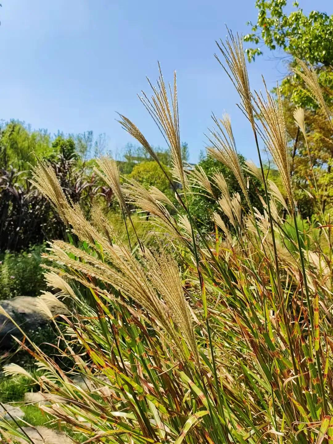 上海观赏草,上海之鱼冬天风景