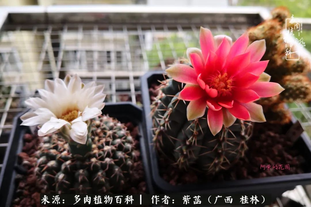 如何在夏天买的多肉度夏,多肉度夏好帮手