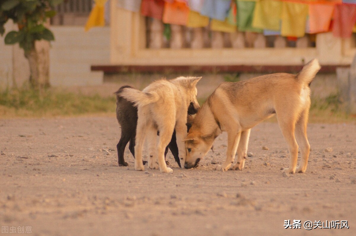 俗语“猪来穷，狗来富，猫儿来了戴麻布”，农村送小家畜的规矩？