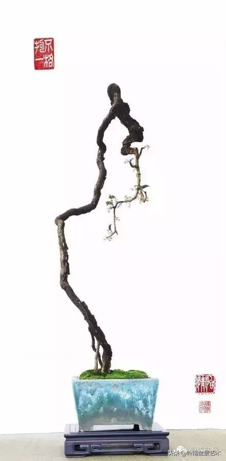 素仁格与文人树，你怎么看？