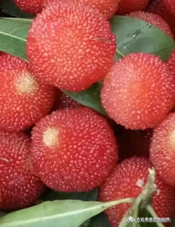 致敬母亲谁言寸草心报得三春晖,谁言三春晖报得寸草心的意思